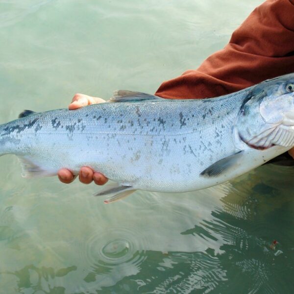 Pesca Sportiva VILLA AMORENO Merlara (Padova)